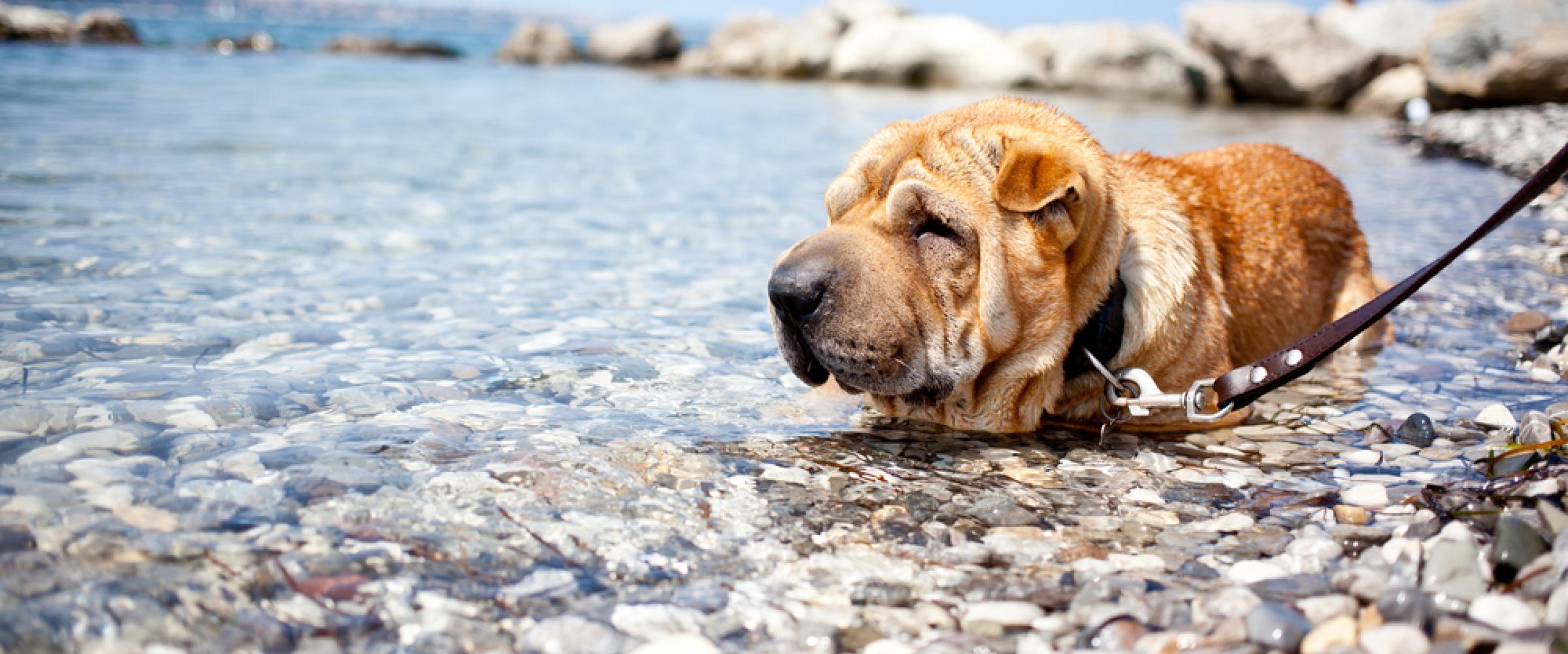 vacanza cane lago garda spiaggia