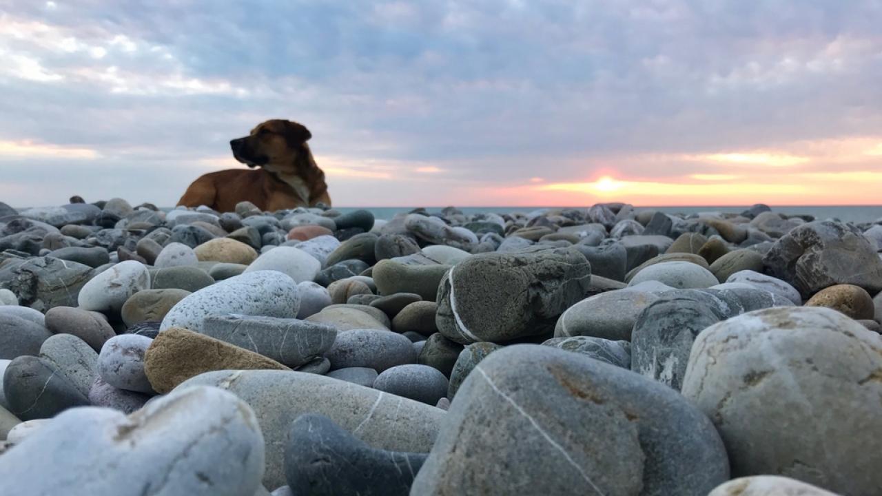 cane spiaggia