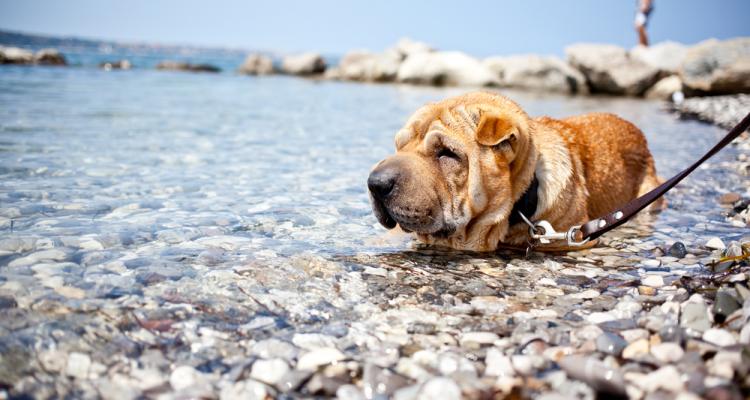 Vacanza sul lago di Garda con il cane